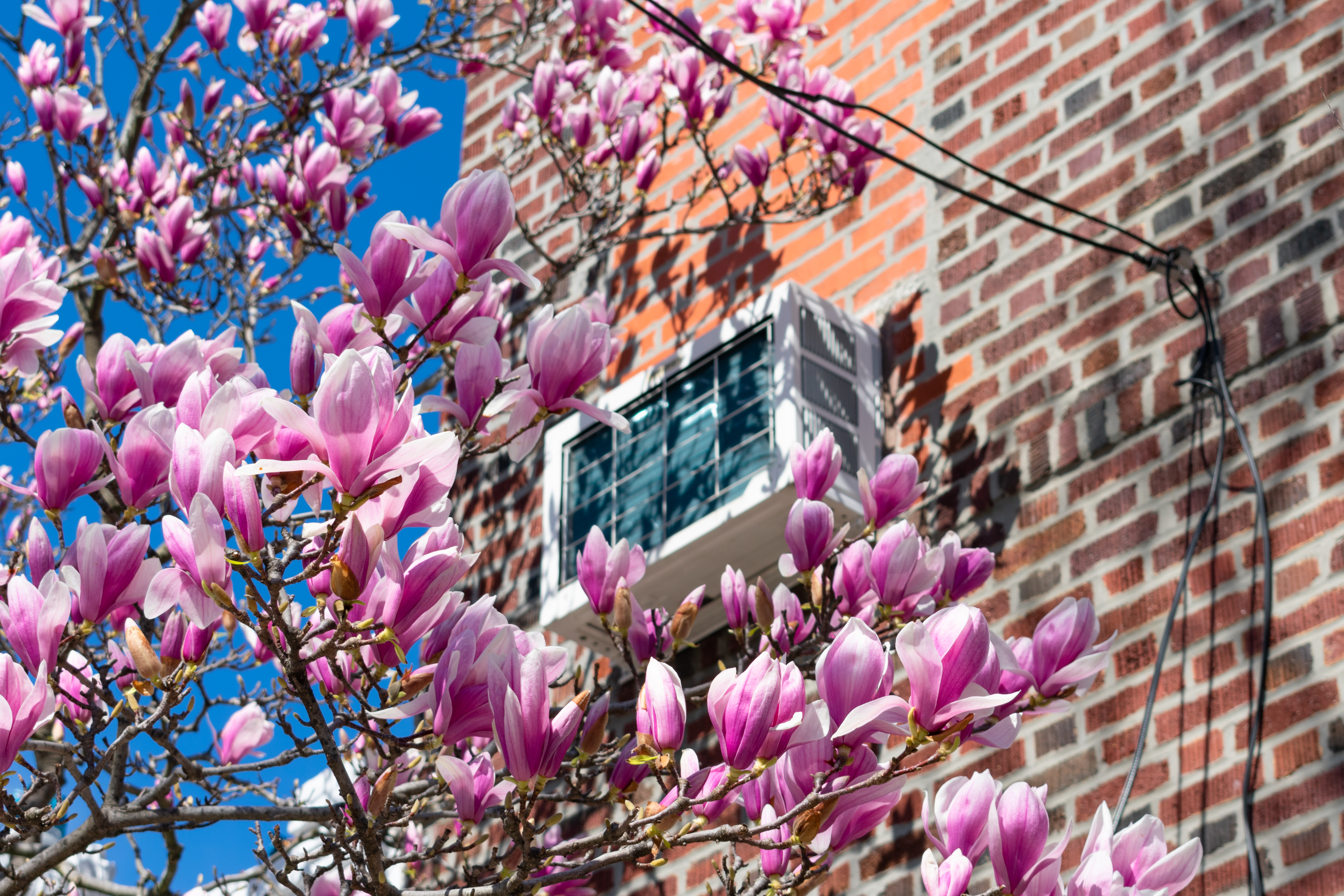 late spring magnolias bloom in vernon bc with an air conditioner unit behind them that needs scheduled ac maintenance